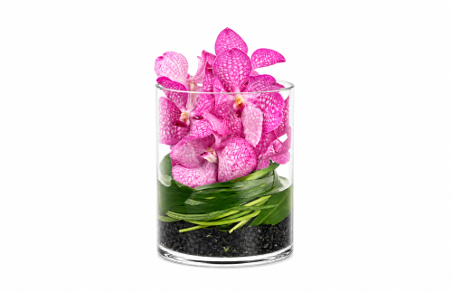 Vanda Jewel