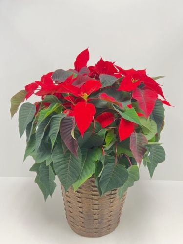 Red Poinsettia 10 Inch in Basket