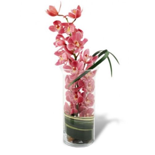 Peaceful Pink Orchid